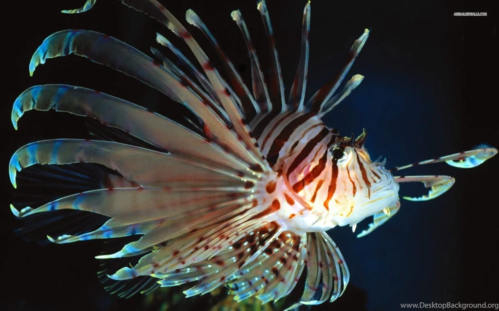 Lionfish Wallpapers Wallpapers Cave
