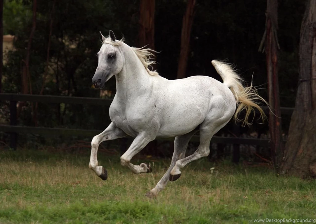 Pictures Of Arabian Horses HD Wallpapers Lovely