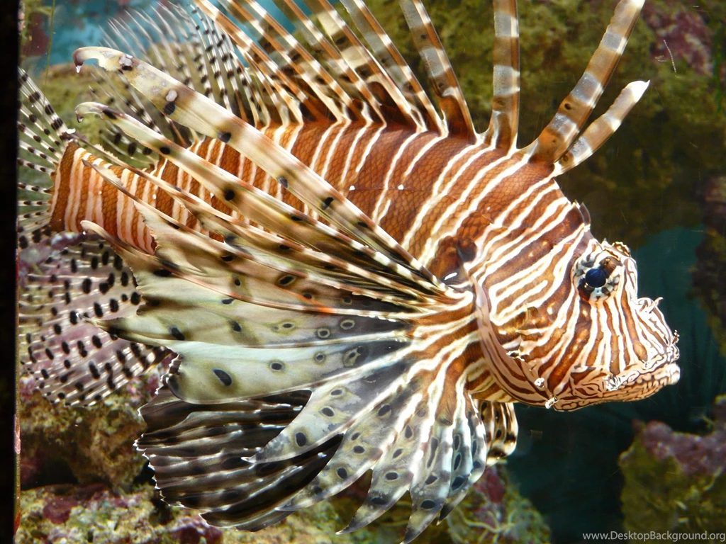 Lionfish Fish PacificRotfeuerfisch Wallpapers