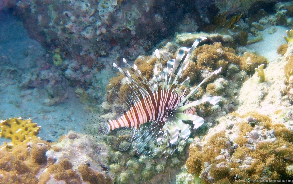 Underwater Wallpaper, Ocean Wallpaper, Marine Life On Elphinstone ...