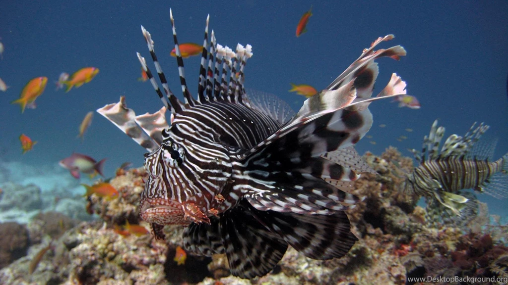 Lionfish Wallpapers   (