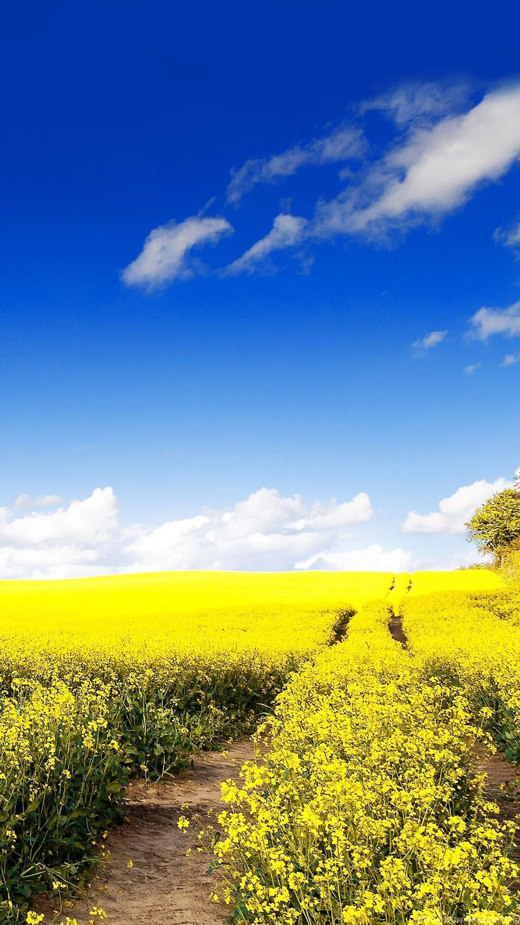 Day LilySamsung Wallpapers Download