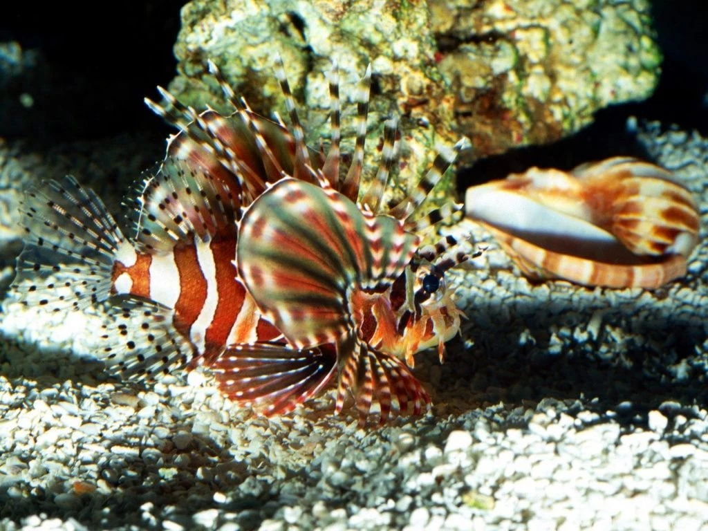 1024x768 On Patrol Lionfish Desktop PC And Mac Wallpapers