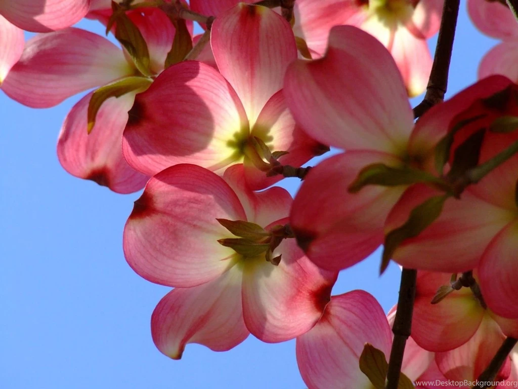 1280x1024 Dogwood Desktop PC And Mac Wallpapers