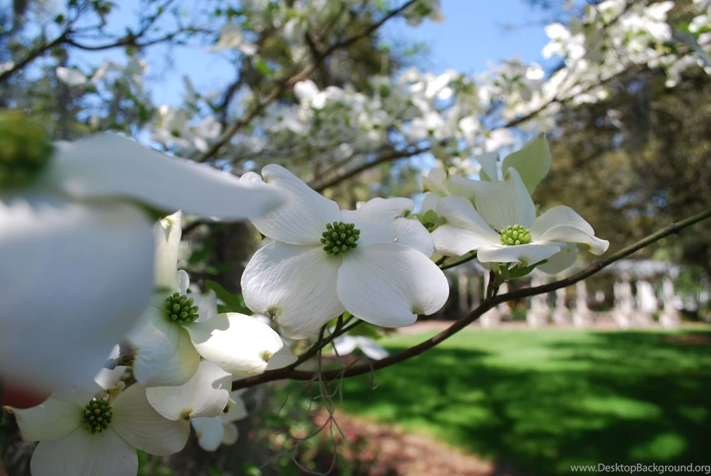 Close Up Dogwood Spring Flower HD Wallpapers