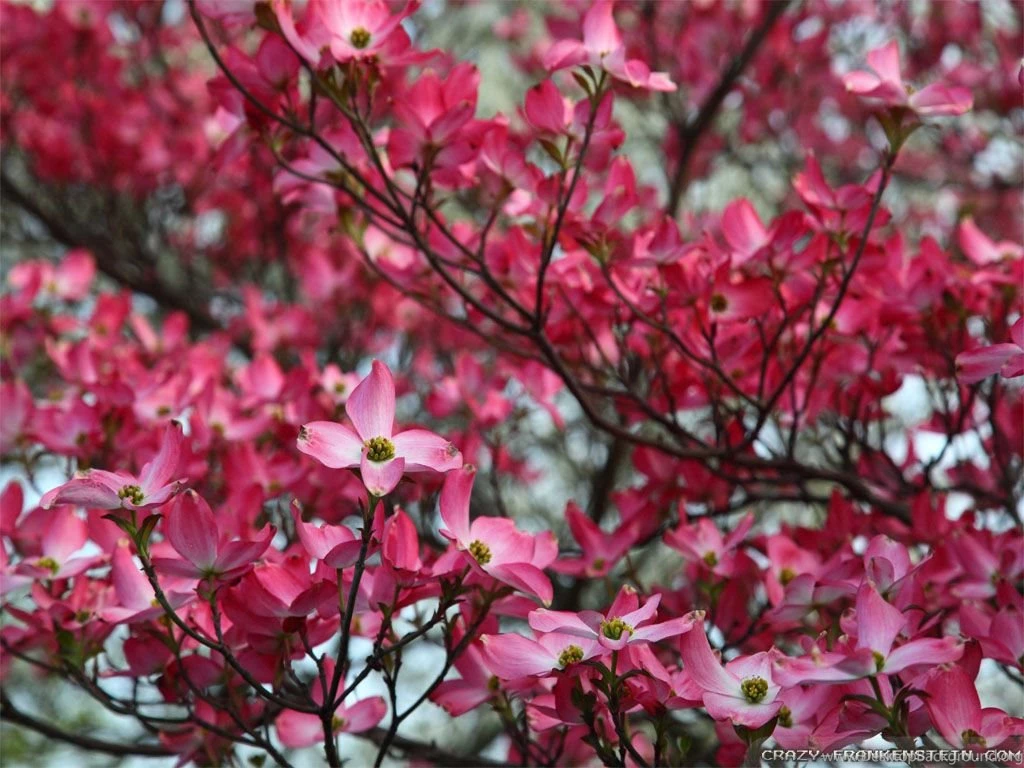 Spring Bloom Wallpapers 2 Crazy Frankenstein