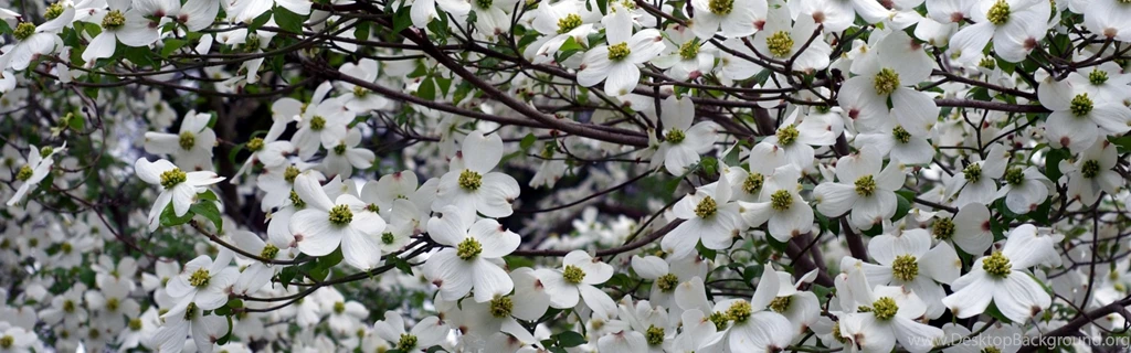 Download Wallpapers 3840x1200 Dogwood, White, Flower, Garden ...