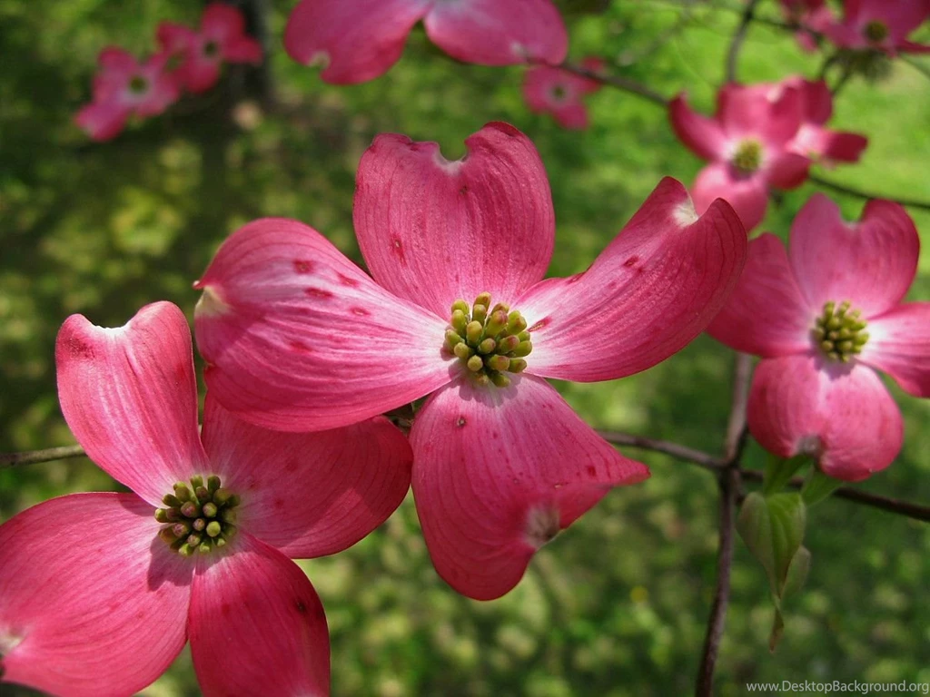 Dogwood Flowers Pictures Wallpapers HD Base