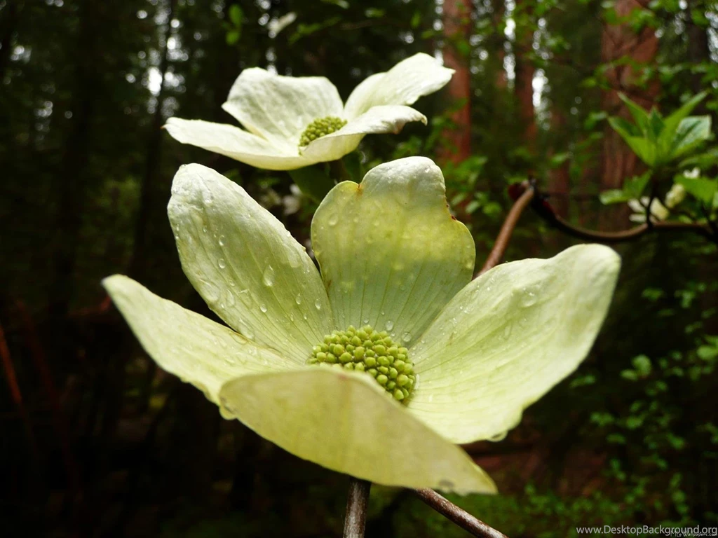 MLeWallpapers.com   Dogwoods And Redwoods