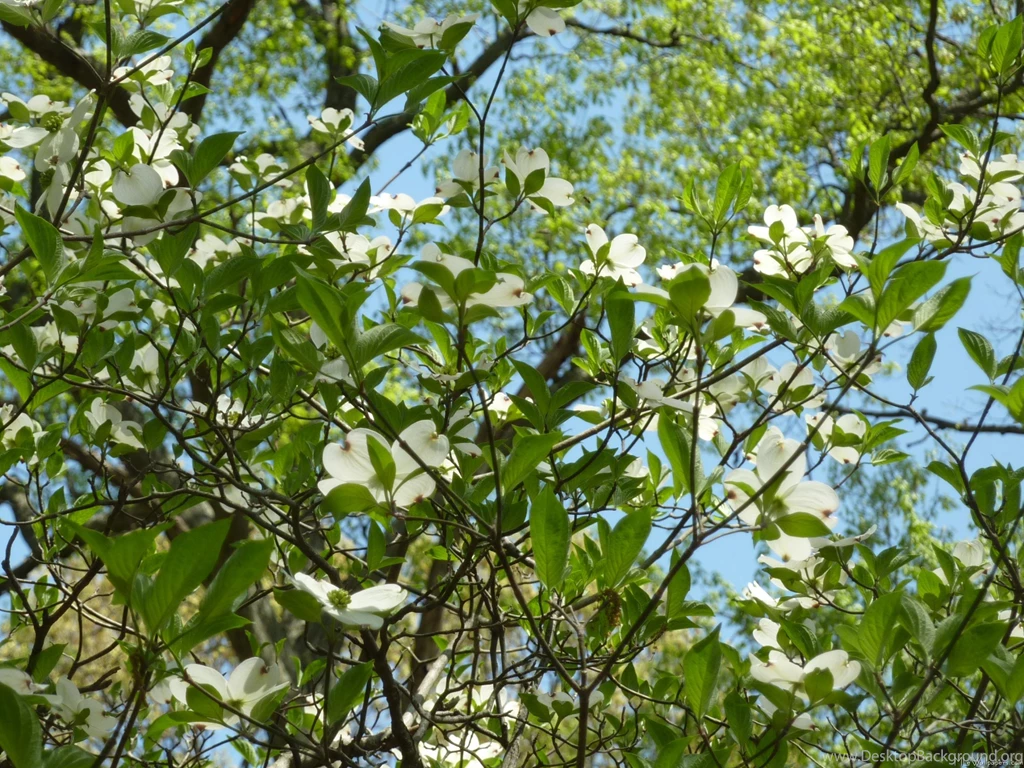 MLeWallpapers.com Branches Of Dogwood Blossoms