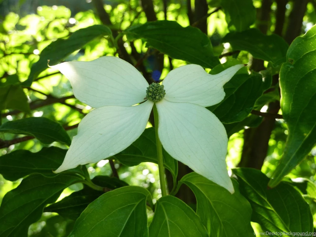 MLeWallpapers.com   Dogwood Blossom