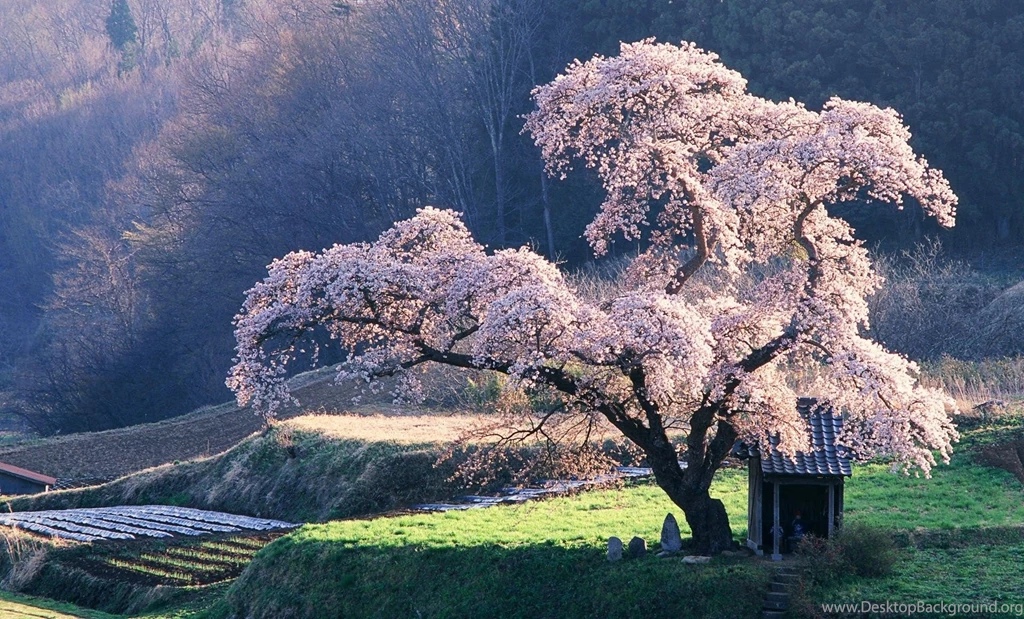 Lovely Trees Wallpapers