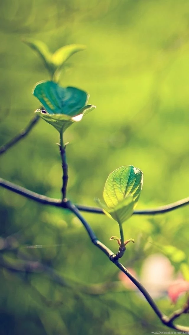 Dogwood Tree iPhone 5s Wallpapers Download