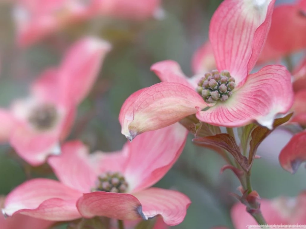 Pink Dogwood HD Desktop Wallpapers : Widescreen : Fullscreen : Mobile