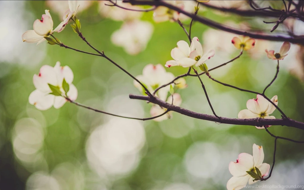 Little Dogwood Bokeh Uhd Wallpapers   Ultra High Definition ...