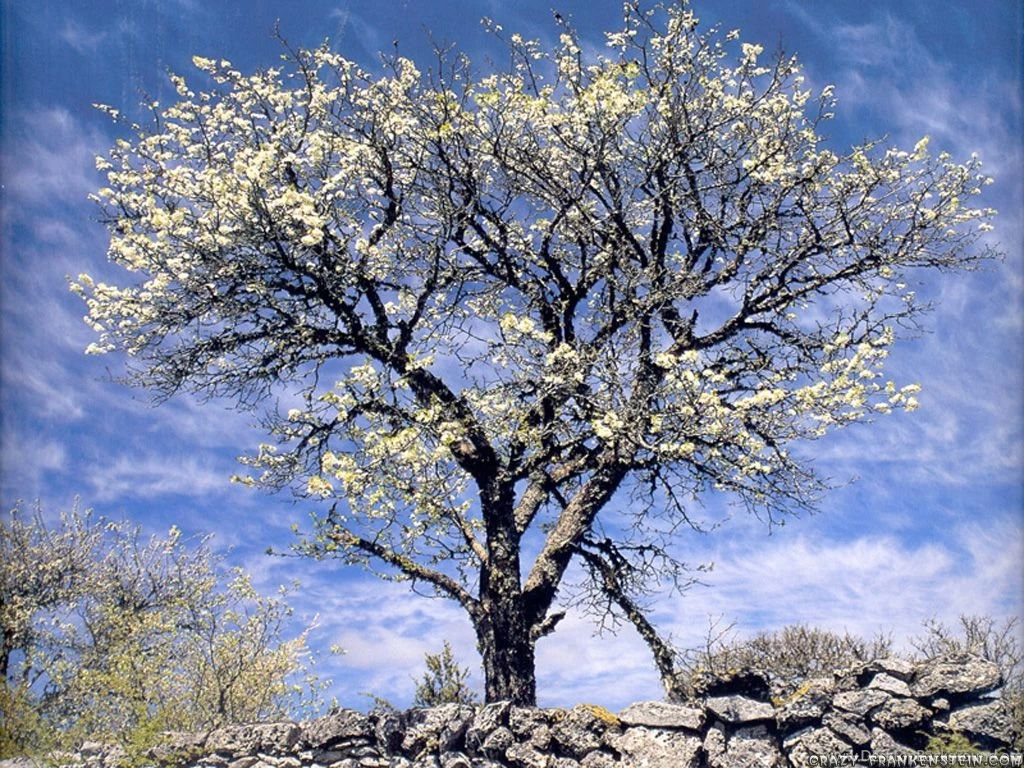 Spring Seasonal Wallpapers Page 2 Crazy Frankenstein