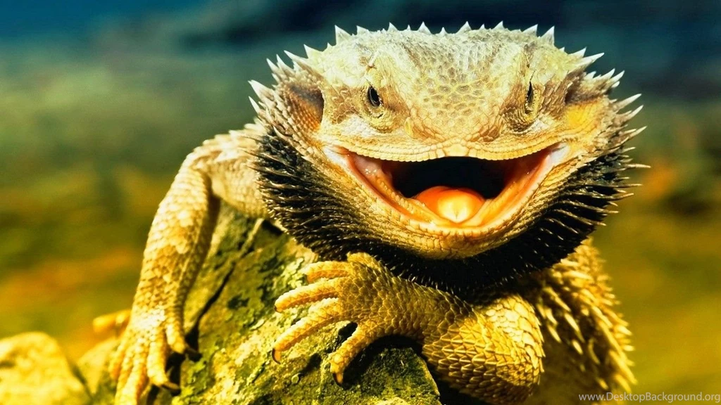 Reptiles Wallpapers Page 5: Iguana Claw Scale Reptile Cool ...