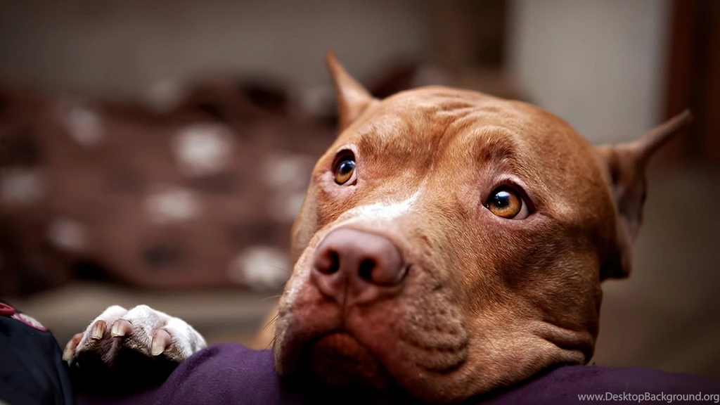 Download Wallpapers 2048x1152 Pitbull, Dog, Face, Eyes, Sadness HD ...