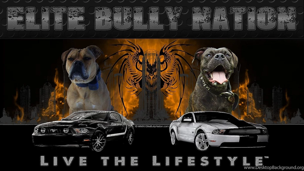 Pitbull Backgrounds   Wallpapers Cave