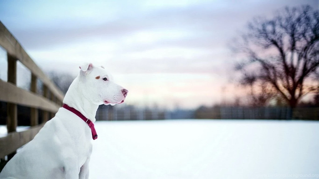 Pitbull Dog Puppy Wallpapers , New Wallpapers, New Wallpapers