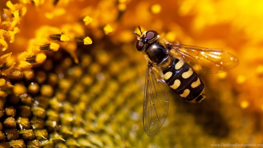 2048x768 Wallpapers Page 283: Curtain Kelea Animals Black Cats ...