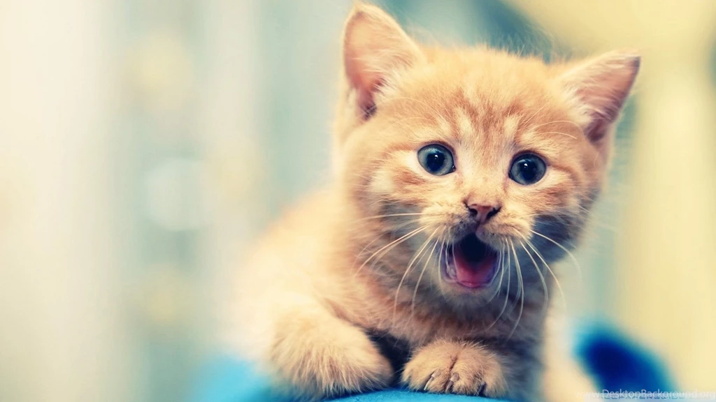 Best Of The Best Wallpapers For Free Download Here