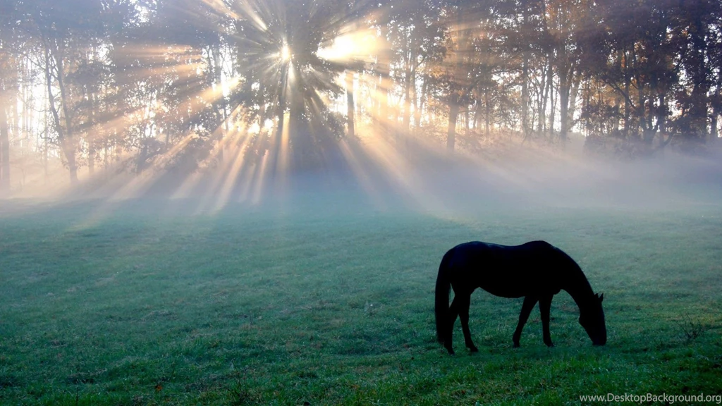 2048x768 Wallpapers Page 291: Bird Beautiful Animal Animals Cute ...