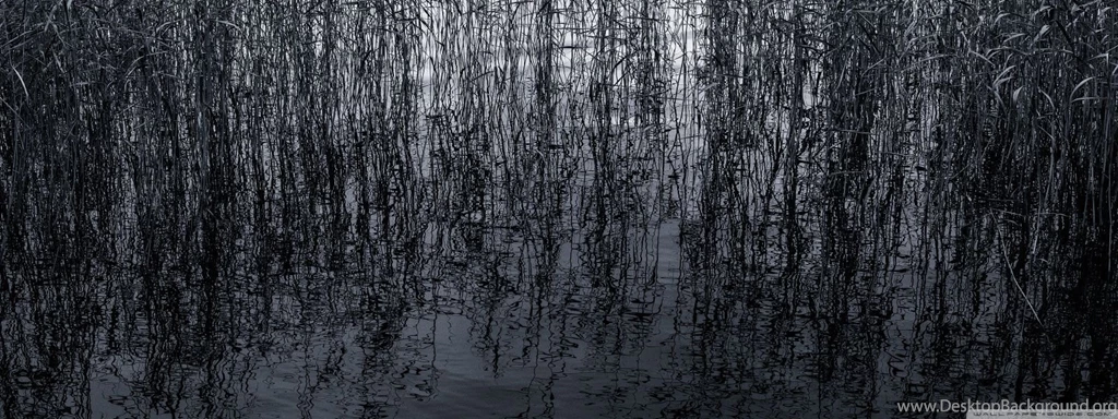 Pond Reeds HD Desktop Wallpapers : Widescreen : High Definition ...