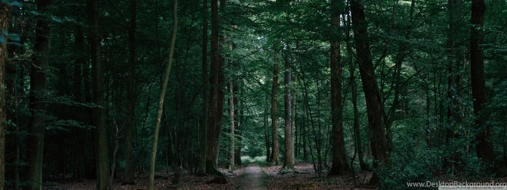 Walking In The Woods HD Desktop Wallpapers : Widescreen ...