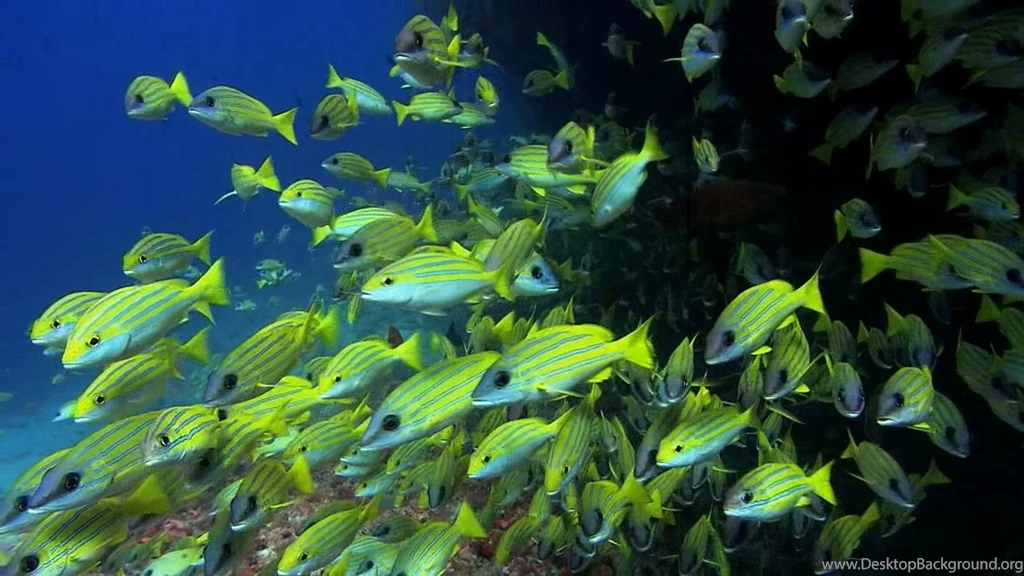 Whimondifa: Lovers Wallpapers Free Download