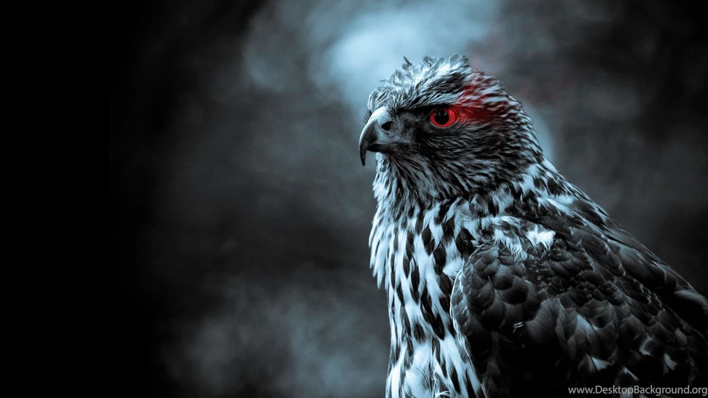 Falcon Photography HD Wallpaper.jpeg