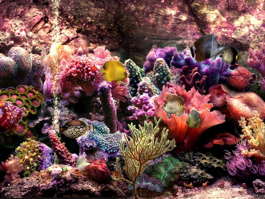 Wallpapers Underwater Scenes Free Scene The 1024x768