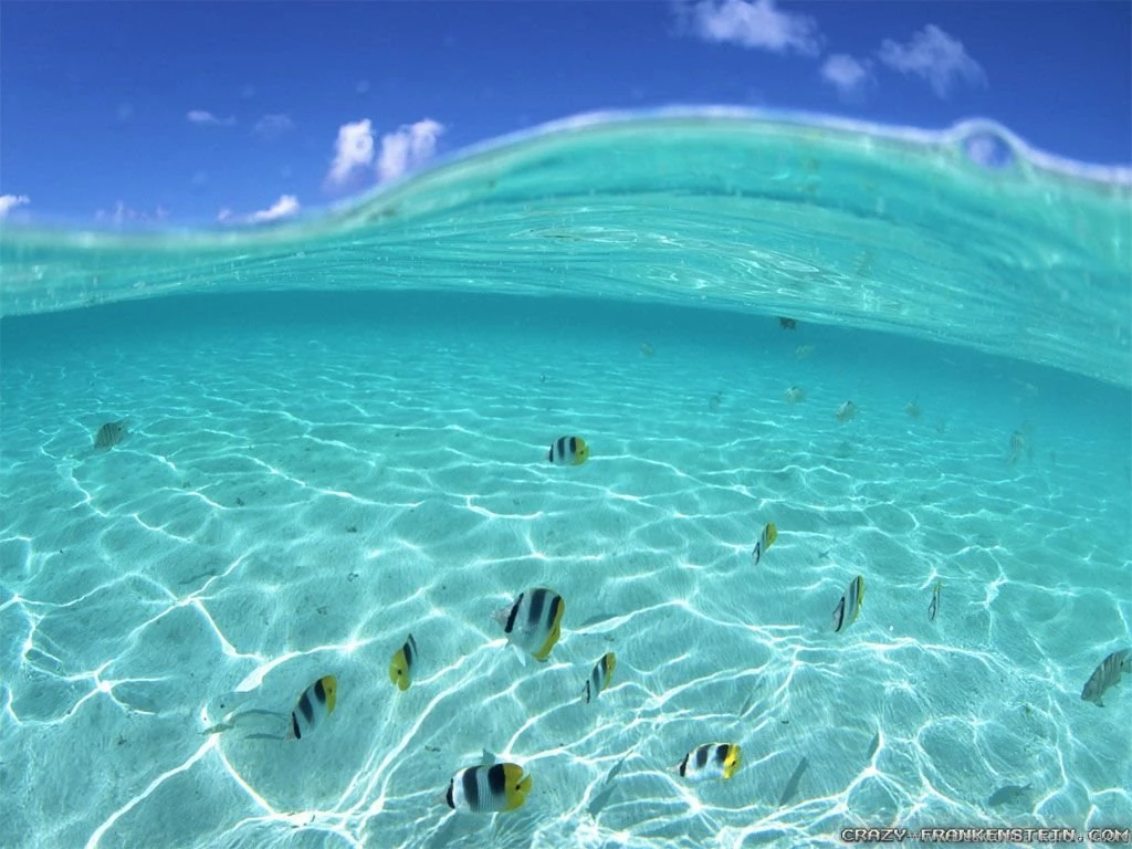Underwater Wallpapers 2 Crazy Frankenstein