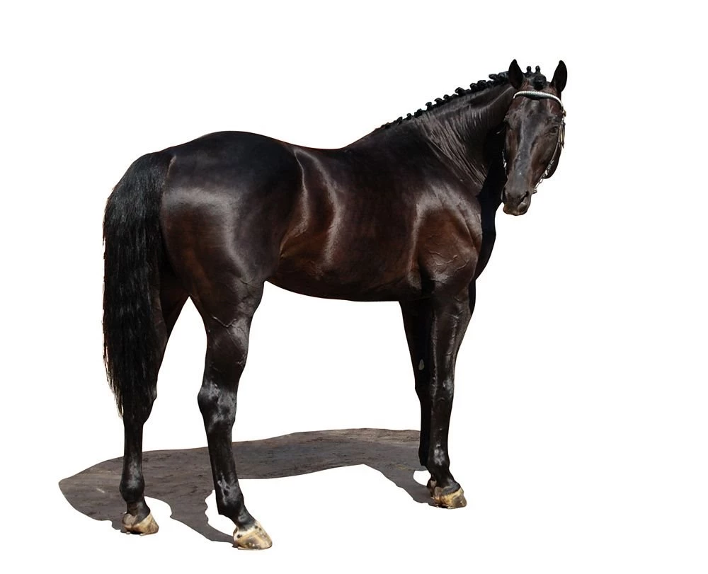 Equine