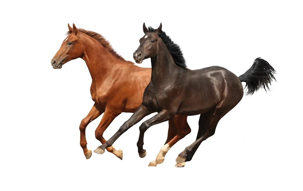 Horse White Backgrounds Wallpapers Cave