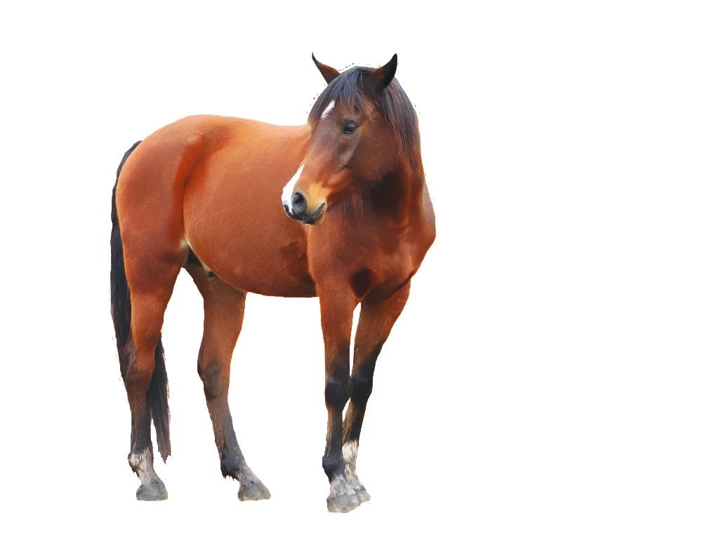 Horse Png Image, Free Download Picture