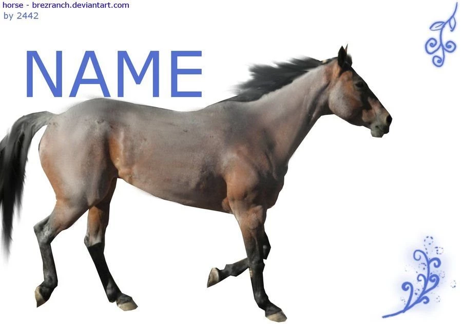 White Backgrounds Horse By Kreuter On DeviantArt