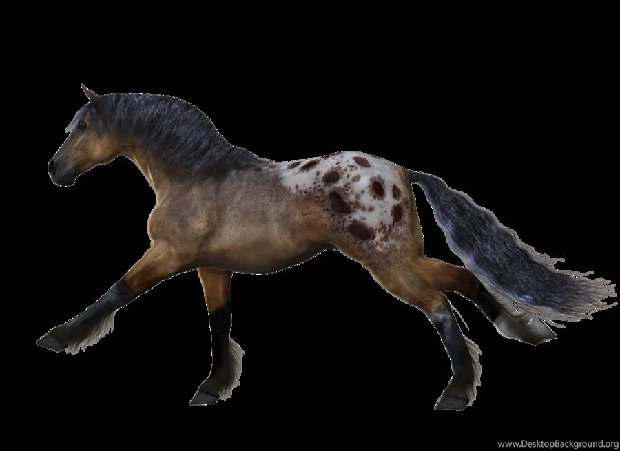 Horse_PNG339.png