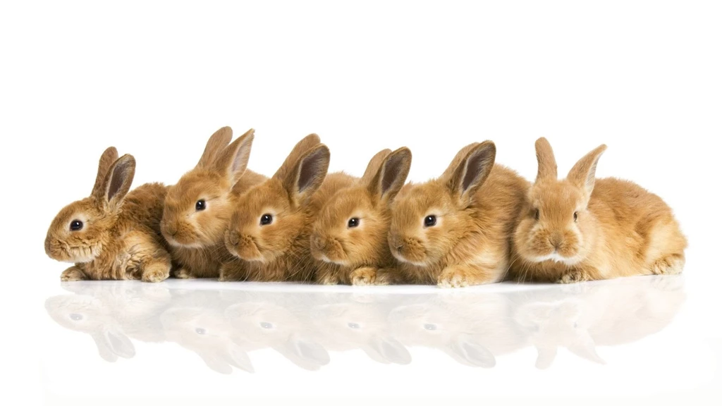 Bunnies, Animals, White Backgrounds :: Wallpapers