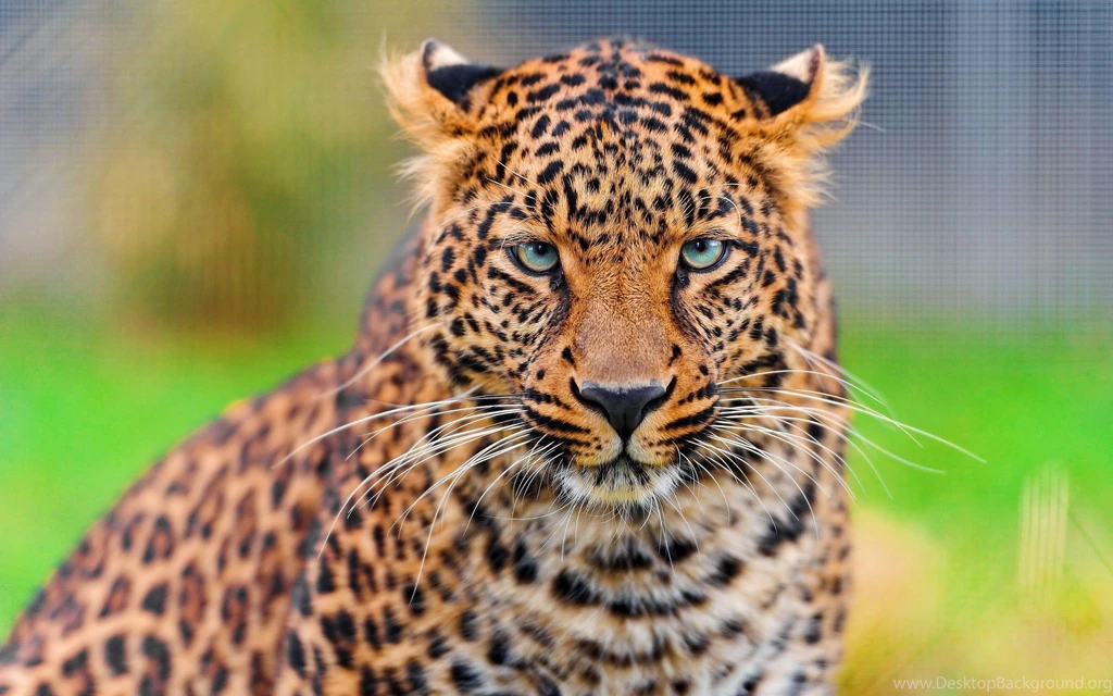 Leopard Hypnotic Look Wallpapers