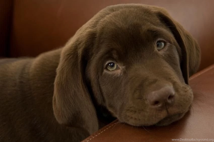 Gallery For   Chocolate Lab Puppies Wallpapers