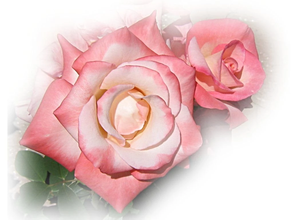 Pink_rose_wallpaper_2015.jpg