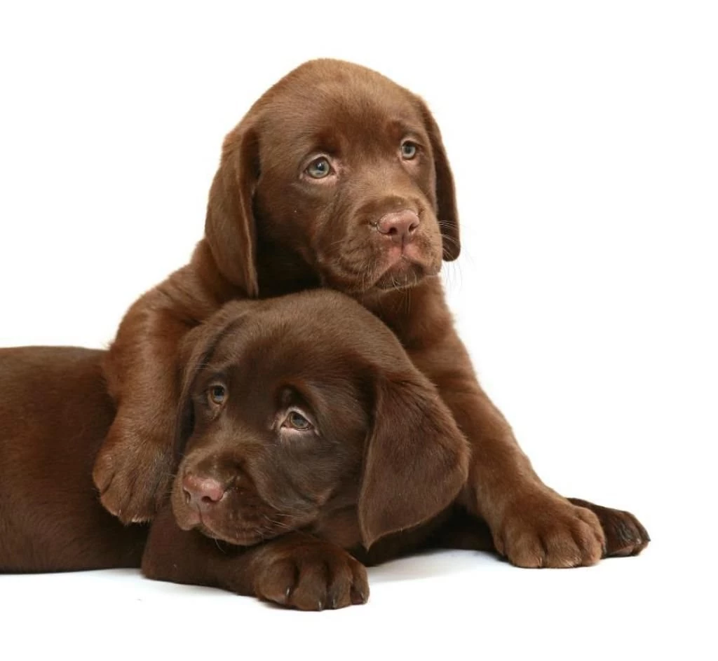 LITTLE CHOCOLATE CUTIES WALLPAPER (