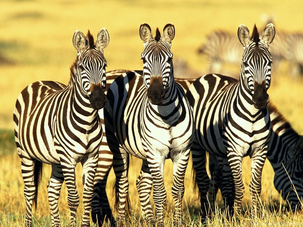 Zebra HD Desktop Wallpapers