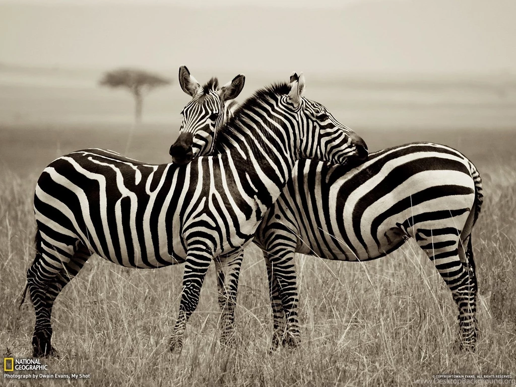Zebra Picture    Animal Wallpapers    National Geographic Photo Of ...