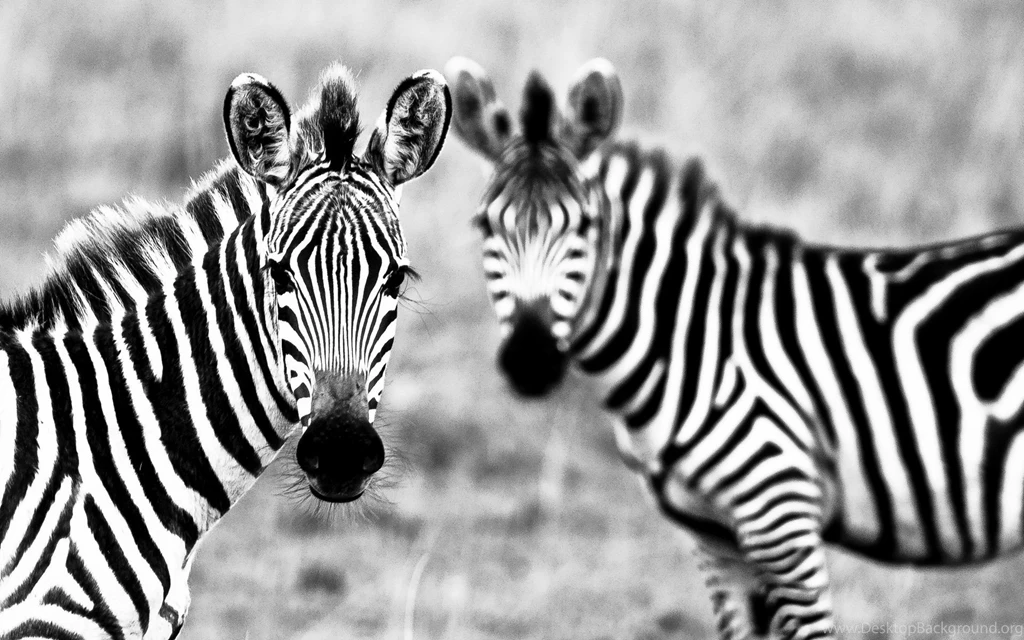 Zebra Wallpapers HD