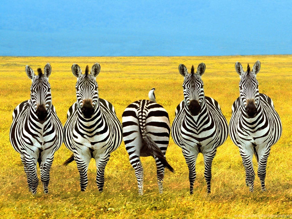 Zebra Desktop Wallpapers   , New Wallpapers, New Wallpapers
