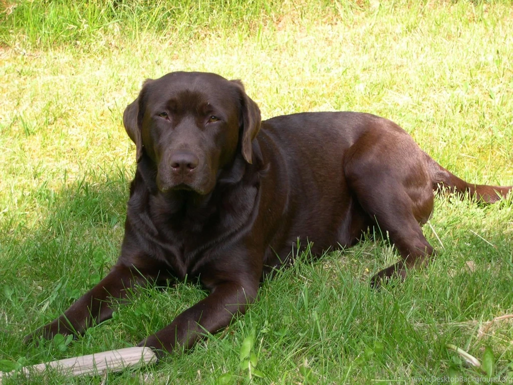 Chocolate Labrador Retriever My Doggy Rocks