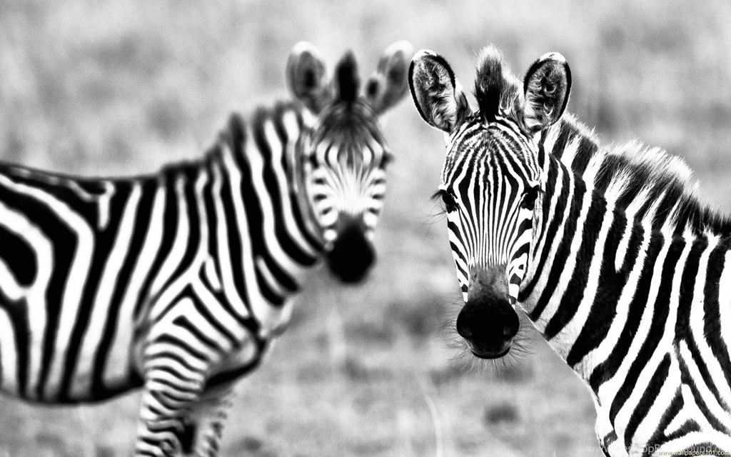 Wallpapers Drinking Zebras   1600 X 1200   Animals Pets Puppies ...