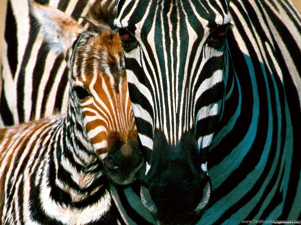 Zebra Wallpapers 173777